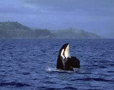 Canada-British Columbia-Johnstone Straight Sea Kayaking